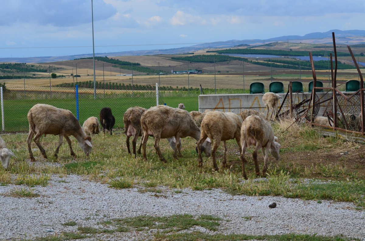 Kat_Bish's tweet photo. @FlintDibble And just some hungry sheep (3 of 3) #Greeksheep https://t.co/cUfN2pdeqZ