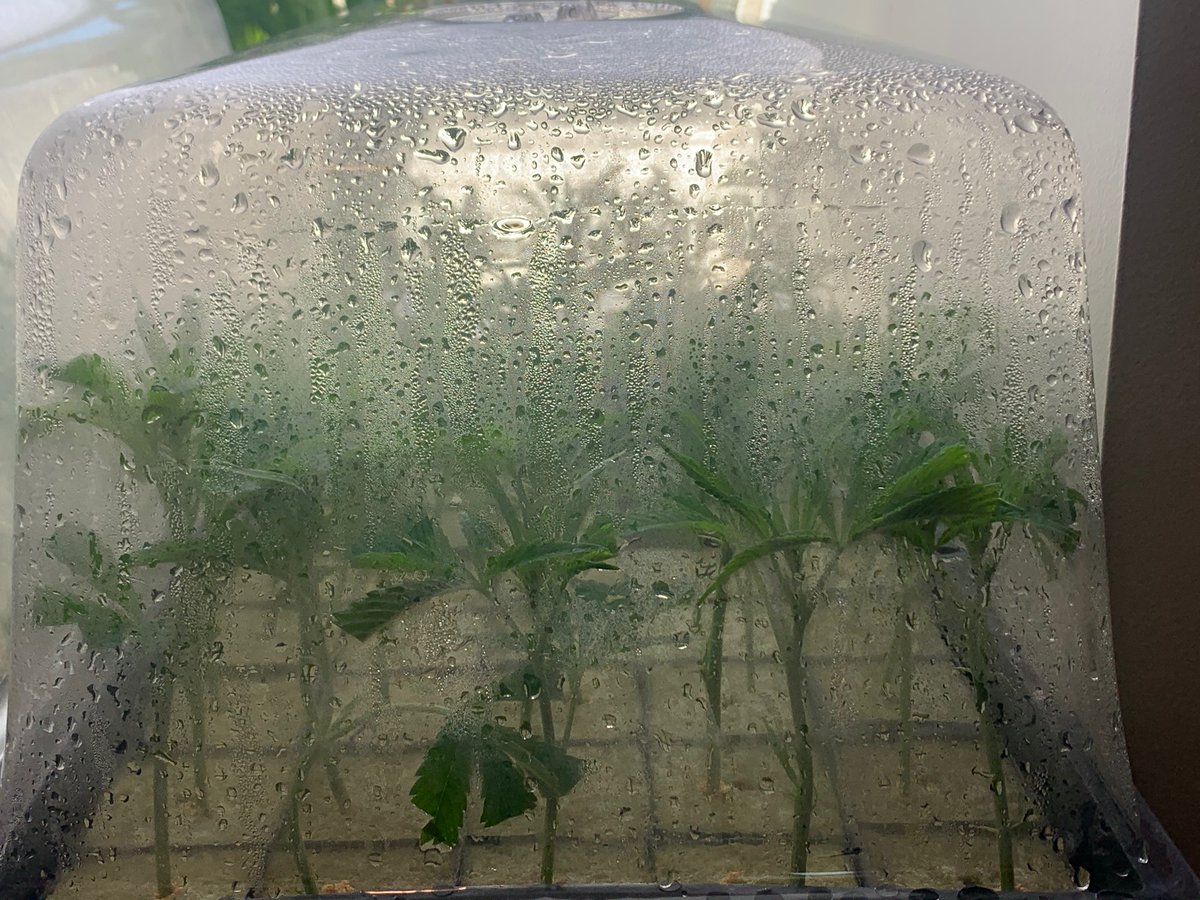 The babies are looking quite happy & perky this morning     