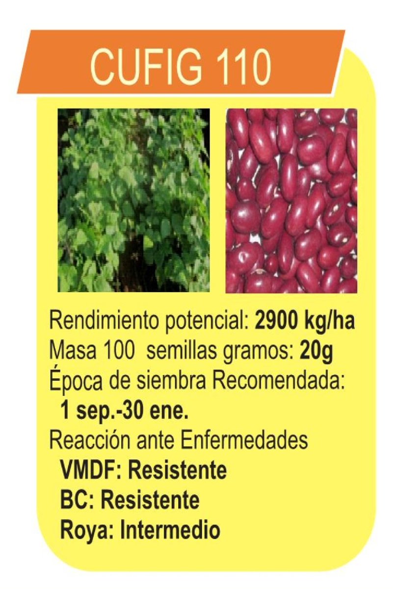GranosInstituto's tweet photo. Sección Técnica. Variedad de Frijol #CUFIG-110 del Instituto de Investigaciones de Granos #AlimentosConMasCiencia #Agricultura #VamosalGrano https://t.co/Zvs3HUxPQF