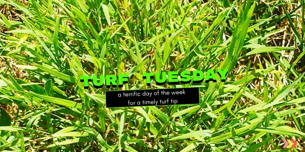 GreenVelvetSod's tweet photo. Turf Tip Tuesday: Dealing with #Nimblewill & other hard to control weeds! Swipe through for tips n tricks on how to use Tenacity to defeat the weeds!β
#TurfTuesday #TurfTip #Weeds #TurfProblems https://t.co/dGUHVifOPx
