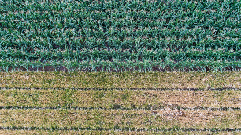 CIMMYT's tweet photo. Can’t travel? Take a virtual tour of CIMMYT’s El Batán Experimental Station, located at headquarters close to #Mexico City: https://t.co/eX4pX9bngG 

#Texcoco #research #agriculture #maize #wheat https://t.co/oNMGZ9pbvy