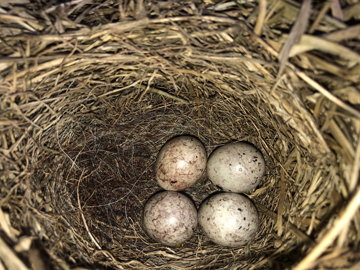 stevie_evans1's tweet image. Team ScareTheBairnsare now up to 12 clutches 
🟨🔨
@stuiepurvis @tonymcguire1966 
#Lops