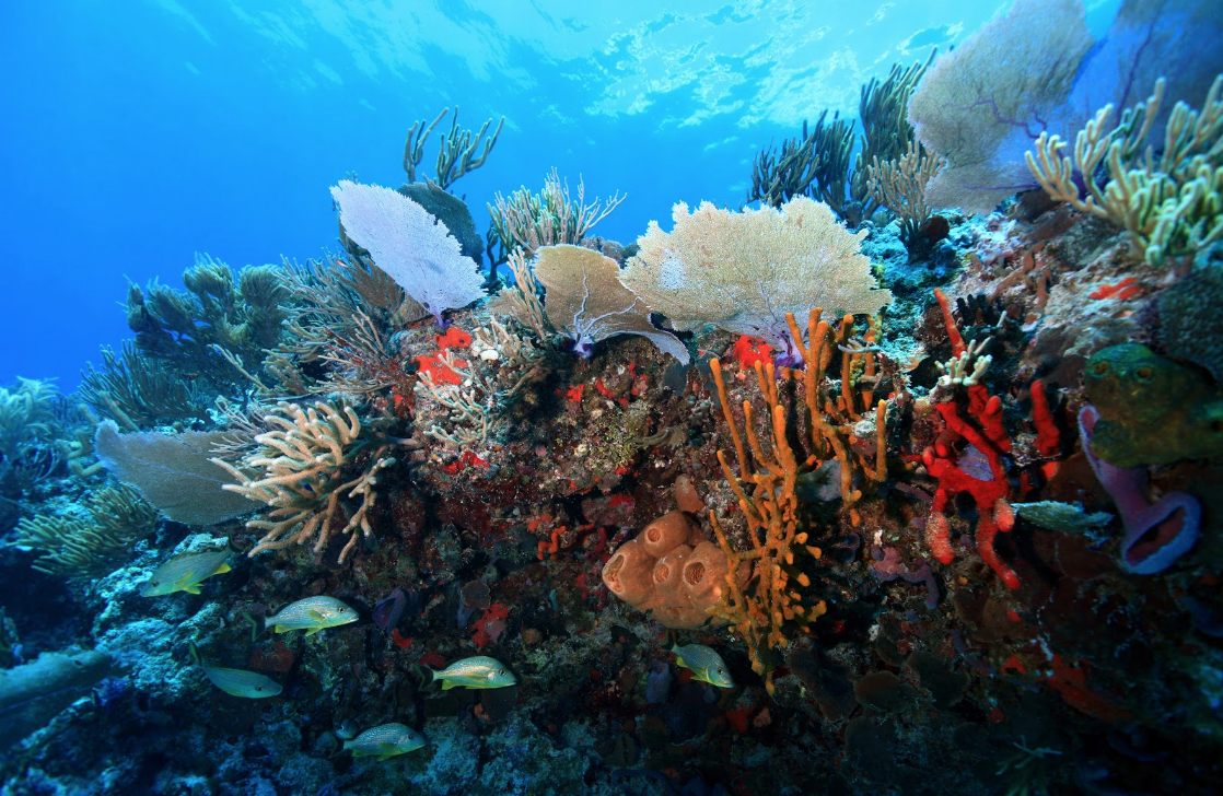 MoteMarineLab's tweet image. #FunFact: Mote has one of the largest single collections of living coral genetic diversity in existence! 🌊

#coralreefawarenessweek is this week &amp;amp; allows us to reflect on the progress we have made in our coral reef research &amp;amp; restoration!

bit.ly/32I4rY7
#motemarinelab