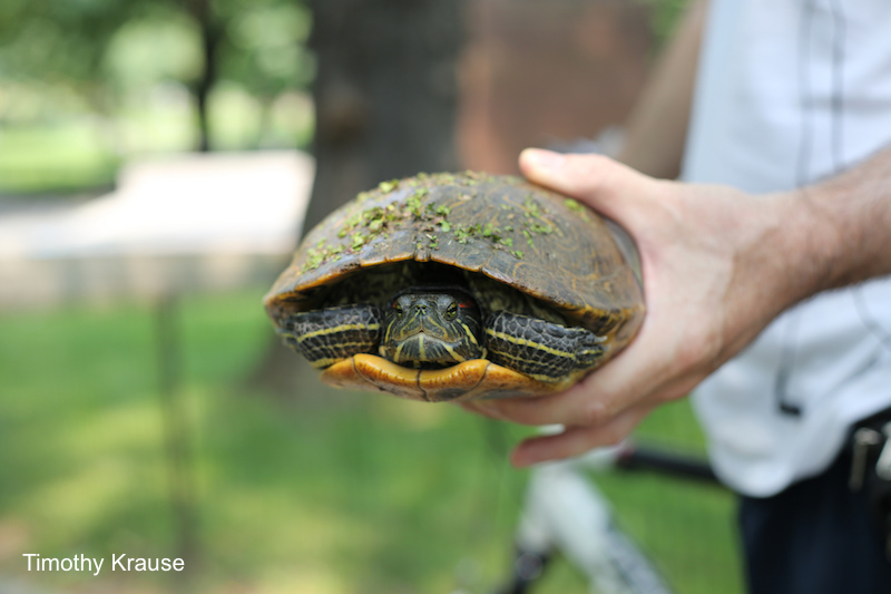 #Veterinary Health Professionals around the world:  Help out a 4th year <a href="/RoyalVetCollege/">Royal Veterinary College (RVC)</a> #VetStudent conducting a research project on #anesthesia practice in freshwater pond #turtles.  Complete a brief survey today.  ow.ly/62t950AEnlN #reptiles