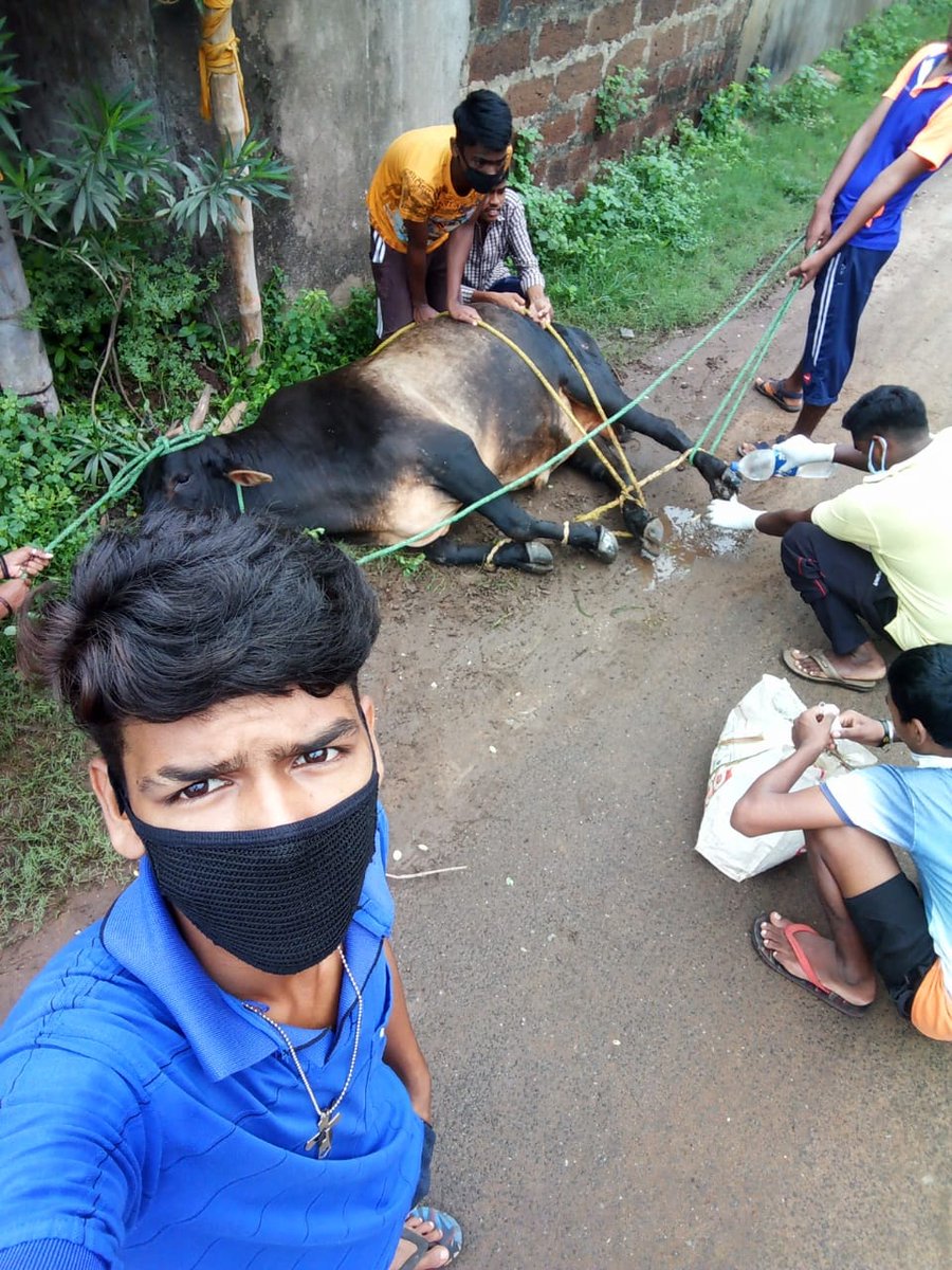 KalingaYuva's tweet photo. June 17
#day_88
Another day, another rescue....
#GAU_SEVA_RASHTRA_SEVA
The treatment is going on phase wise for the fast successful recovery of the injured cattles
ସେବା, ସୁରକ୍ଷା ମନୋଭାବ ରେ CORONA ବା COVID19 କୋଉଠି ନ କୋଉଠି ହାରିଯାଇଛି ।
@CMO_Odisha 
#OdishaFightsCorona https://t.co/6FSKv155Th