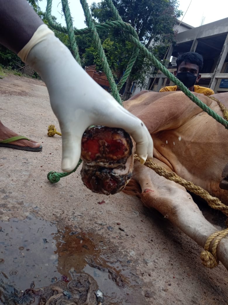 KalingaYuva's tweet photo. June 17
#day_88
Another day, another rescue....
#GAU_SEVA_RASHTRA_SEVA
The treatment is going on phase wise for the fast successful recovery of the injured cattles
ସେବା, ସୁରକ୍ଷା ମନୋଭାବ ରେ CORONA ବା COVID19 କୋଉଠି ନ କୋଉଠି ହାରିଯାଇଛି ।
@CMO_Odisha 
#OdishaFightsCorona https://t.co/6FSKv155Th