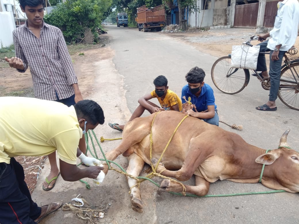 KalingaYuva's tweet photo. June 17
#day_88
Another day, another rescue....
#GAU_SEVA_RASHTRA_SEVA
The treatment is going on phase wise for the fast successful recovery of the injured cattles
ସେବା, ସୁରକ୍ଷା ମନୋଭାବ ରେ CORONA ବା COVID19 କୋଉଠି ନ କୋଉଠି ହାରିଯାଇଛି ।
@CMO_Odisha 
#OdishaFightsCorona https://t.co/6FSKv155Th