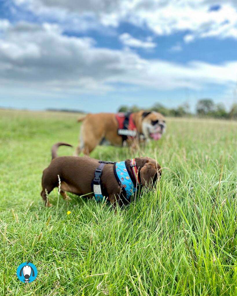 olliespetcare's tweet photo. Furpals 🐾💜💙
•
#harveythebulldog #ollieandpenny #dogwalk #irishdog #sausagedog #bulldog #furiends #cutedogs #dublindogs #doxie #wienerdog #sniffsniff #daxiesofinstagram #petcare #dogs #olliespetcare https://t.co/04HwfyysaP https://t.co/KM0O1wg5YH