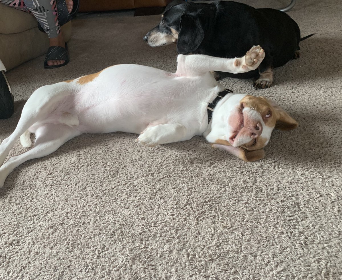 shane_boogie's tweet photo. @scout_moseley1 My Boys, Chino and Deezle https://t.co/pw33GuPnQU
