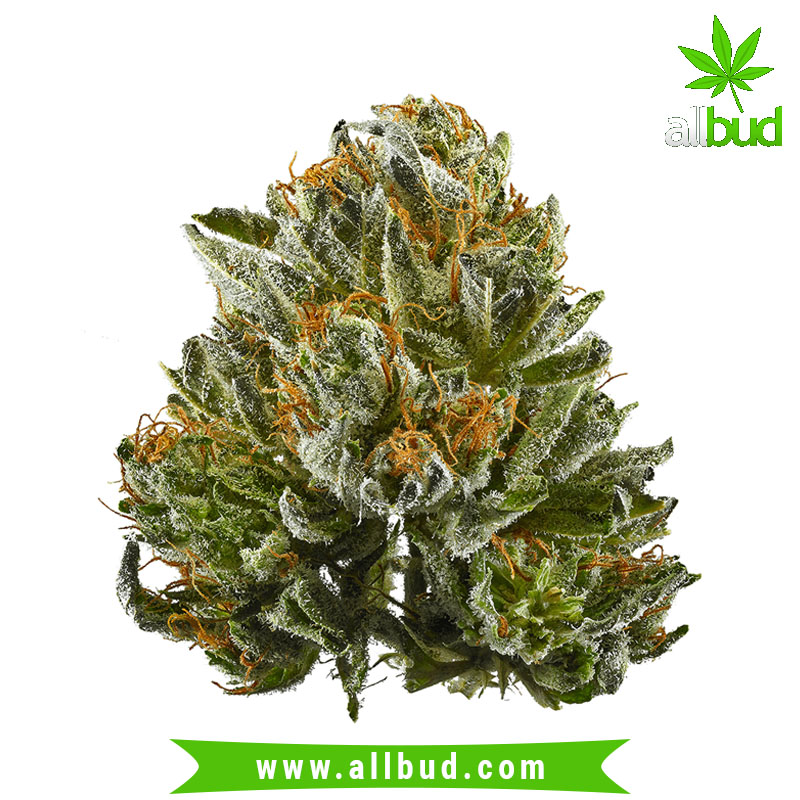 If you're craving a sweet smoke that leaves you relaxed, then Bubba Kush is for you. bit.ly/37frzfj #allbud #Bubba #Kush #Strain #marijuana #weed #hemp #hybrid #sativa #indica #medical #use #enjoylife #healthy #cannabis
