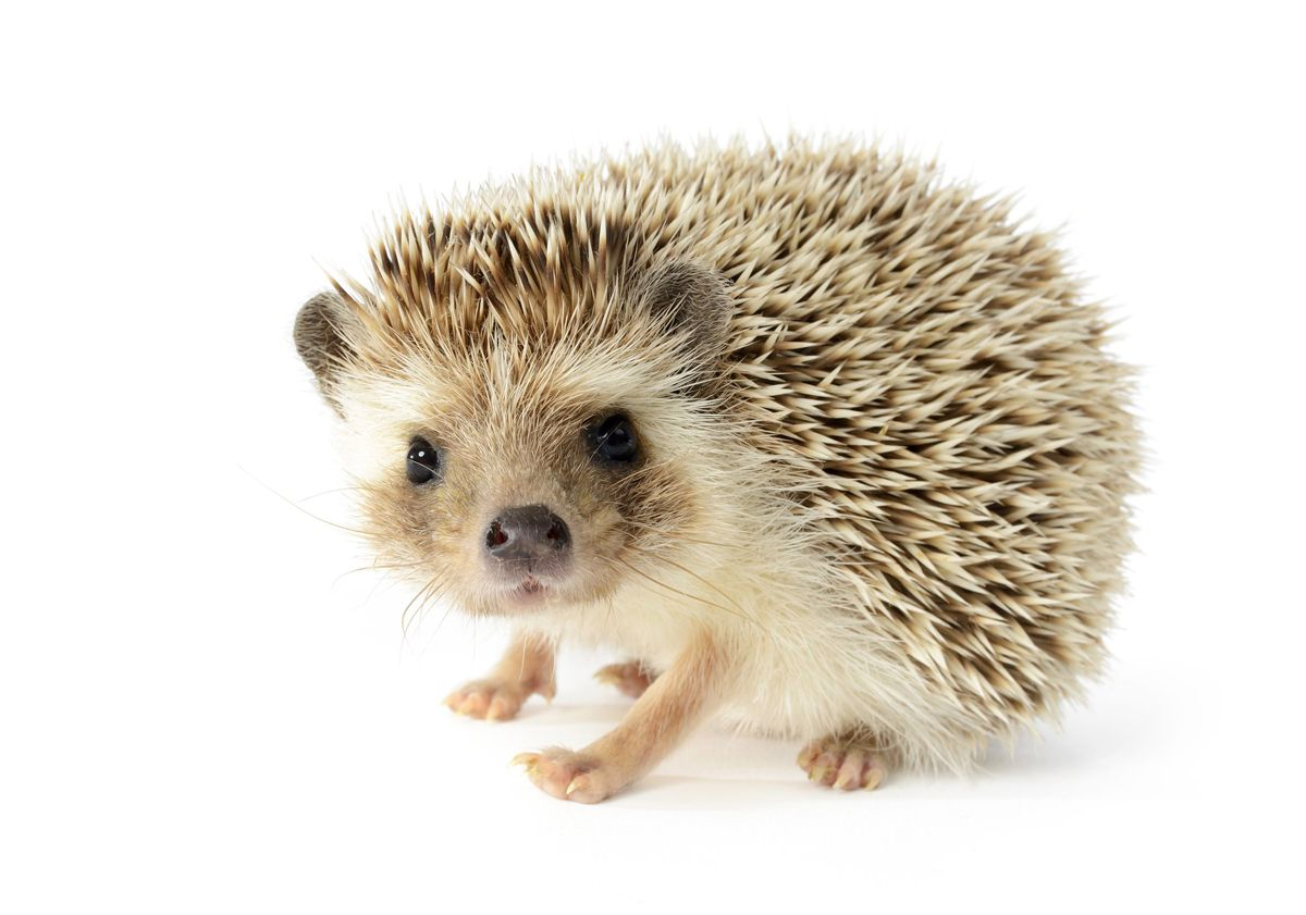 ed markey as hedgehogs: a thread