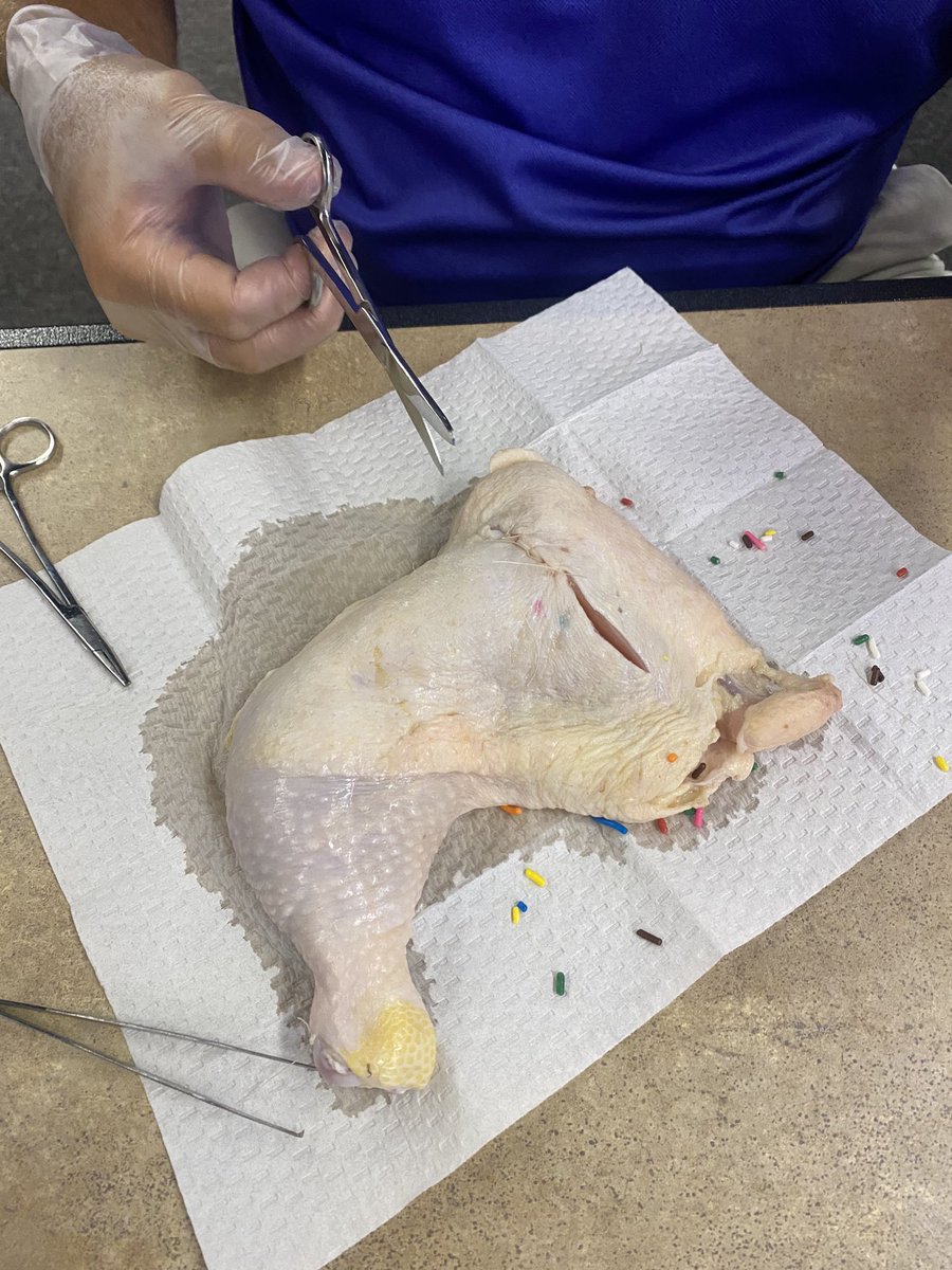 GO CAPS Lake Region (@gocaps2019) on Twitter photo Suturing at his best! Representing @LakersChs <a href="/LakeRegional/">Lake Regional</a> #professionaldevelopment #education #2020teacherexternship #teacher #collaboration #gocaps #medicineandhealth #workforce Suturing at his best! Representing @LakersChs <a href="/LakeRegional/">Lake Regional</a> #professionaldevelopment #education #2020teacherexternship #teacher #collaboration #gocaps #medicineandhealth #workforce