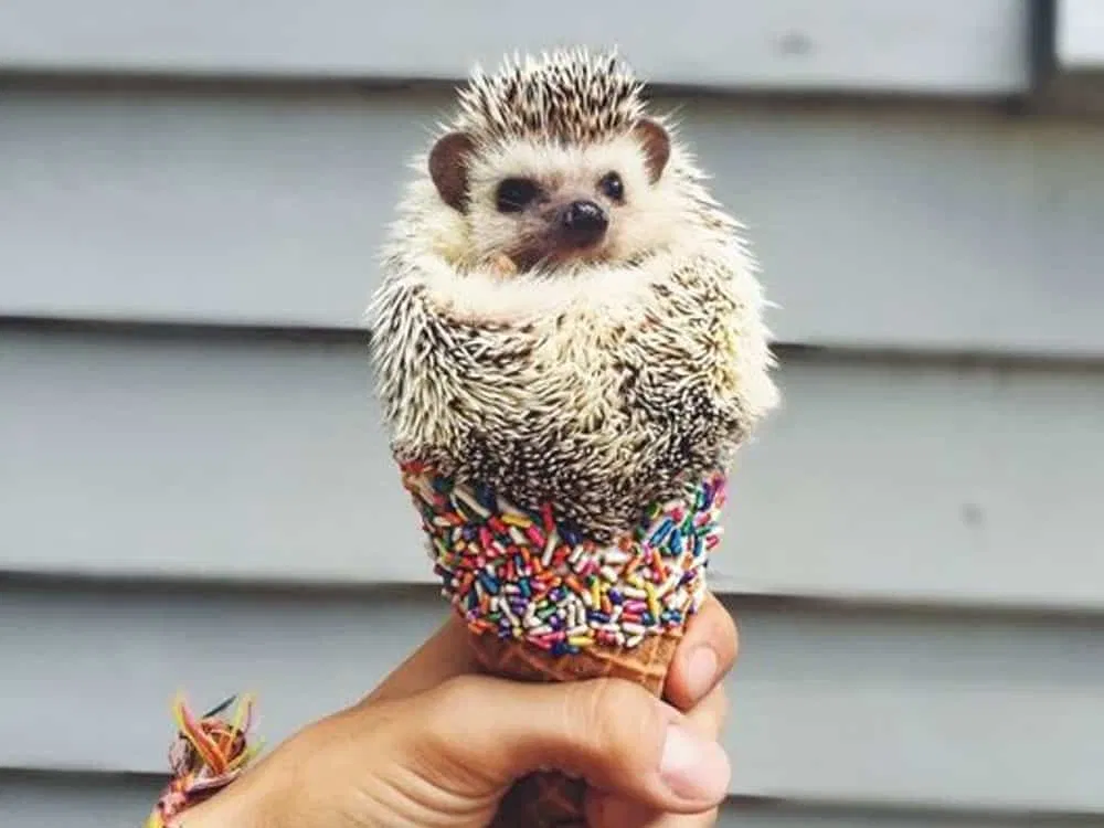 ed markey as hedgehogs: a thread