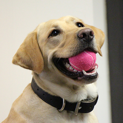 Canine Officer Socks tweet media