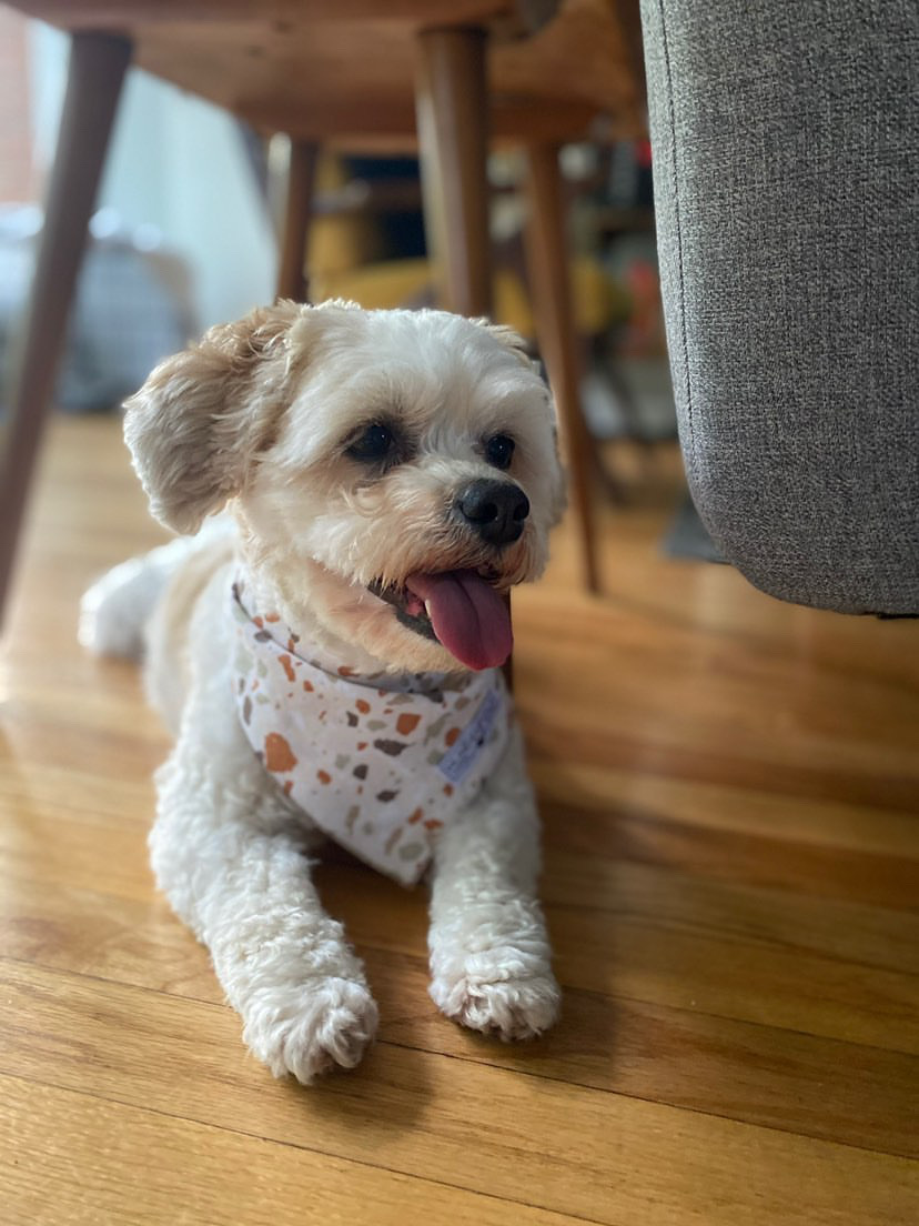 NepalDogChews's tweet photo. Honey loves your chews and we love that we're supporting a CT business! - @sweethoney_buns
You'll love them as much as Honey:  https://t.co/CQlkfoC7Y9  💟 😛

#nepaldogchews #ndchews #honey #sweetlikehoney #poodle #Connecticut #smallbusinness #localbusiness #dogfood #chewy https://t.co/q6s3uiOWBf