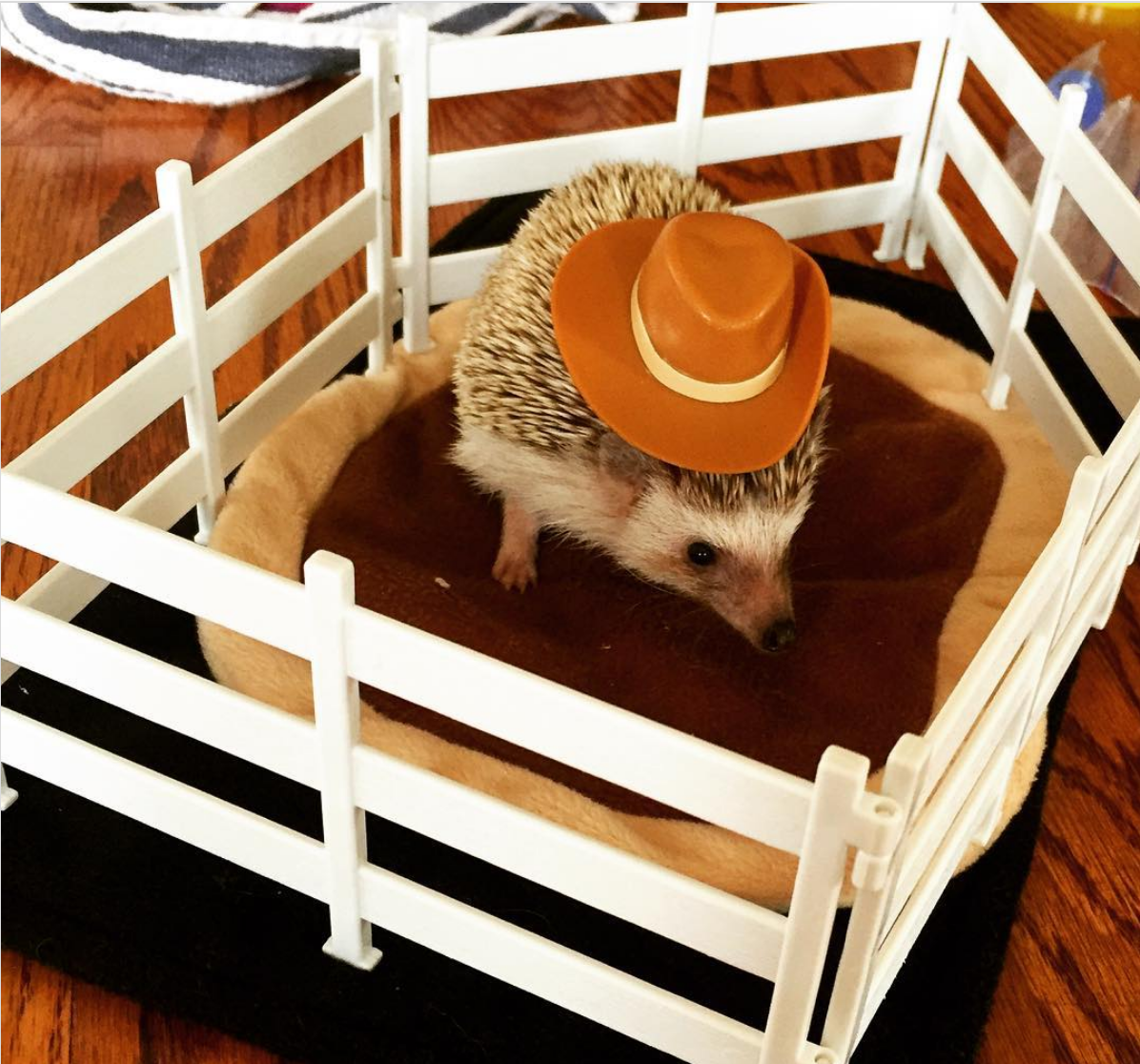 ed markey as hedgehogs: a thread