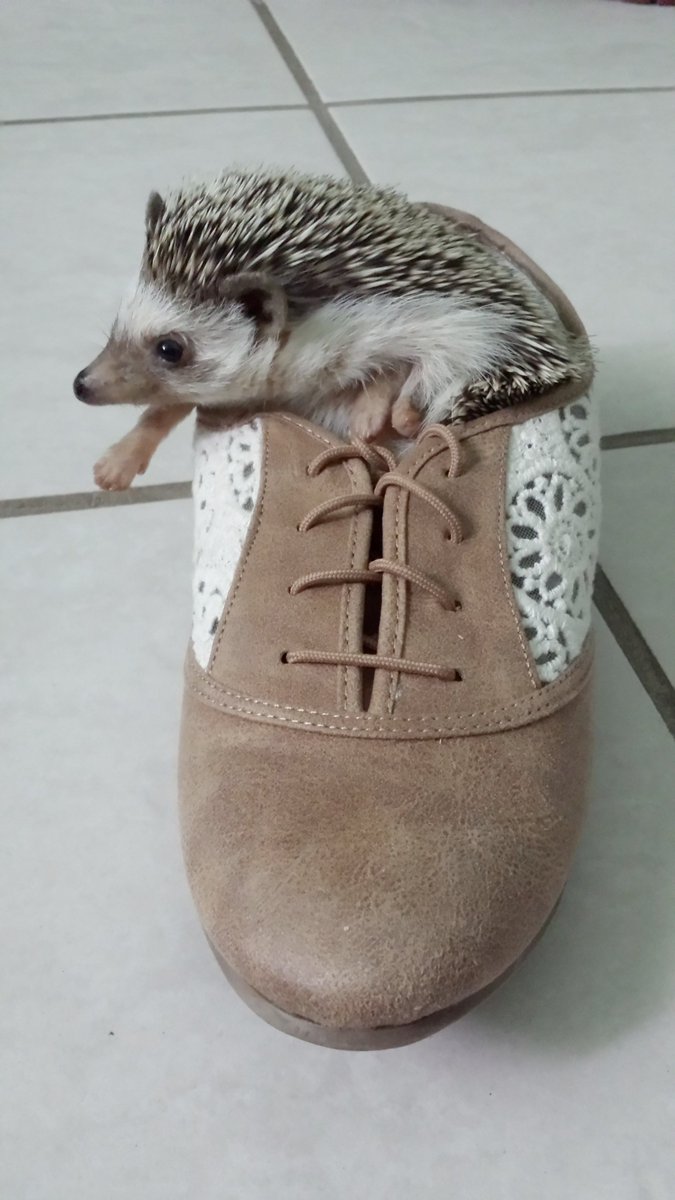 ed markey as hedgehogs: a thread