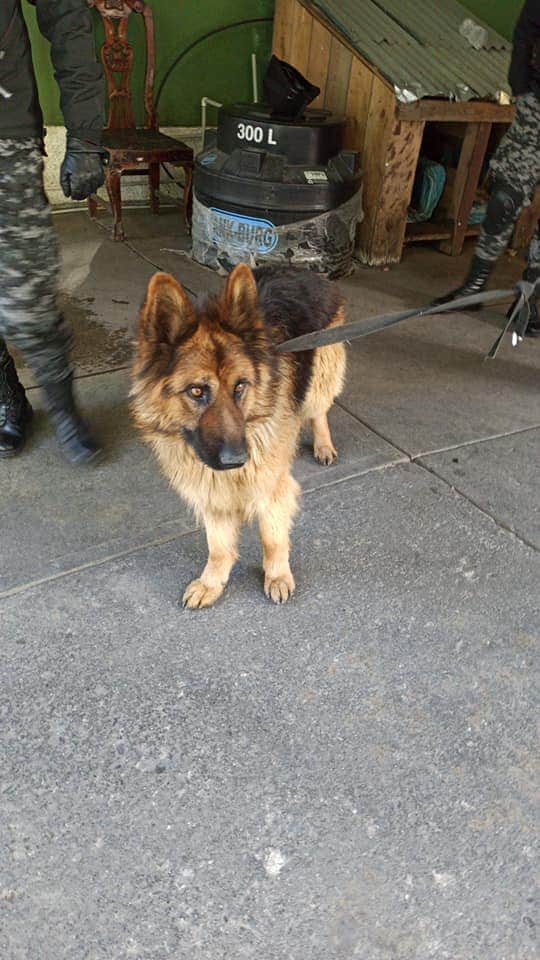 Pol_Boliviana's tweet photo. #LaPaz
Este peludito se encontraba perdido deambulando cerca de la Plaza Murillo,  tiene una cinta color verde en el cuello. Actualmente se encuentra en predios de la #UTOP. Por favor ayúdanos a encontrar a su familia compartiendo su imagen. https://t.co/dAmW603bkB