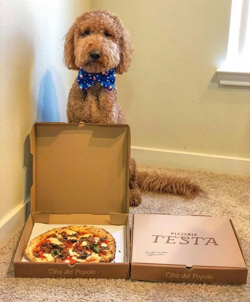 Pizzeria Testa tweet media