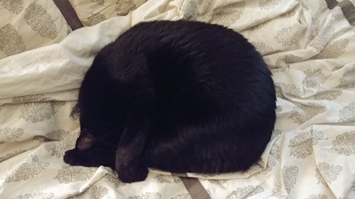 StereoType_Cat's tweet photo. @_thecatsays_ The little flecks of white fur is the gray migration. Even a Panther is Redish Brown in sunlight. Am I Brown or black.... I'm 8yrs old Bombay https://t.co/GdhkjGLG5e