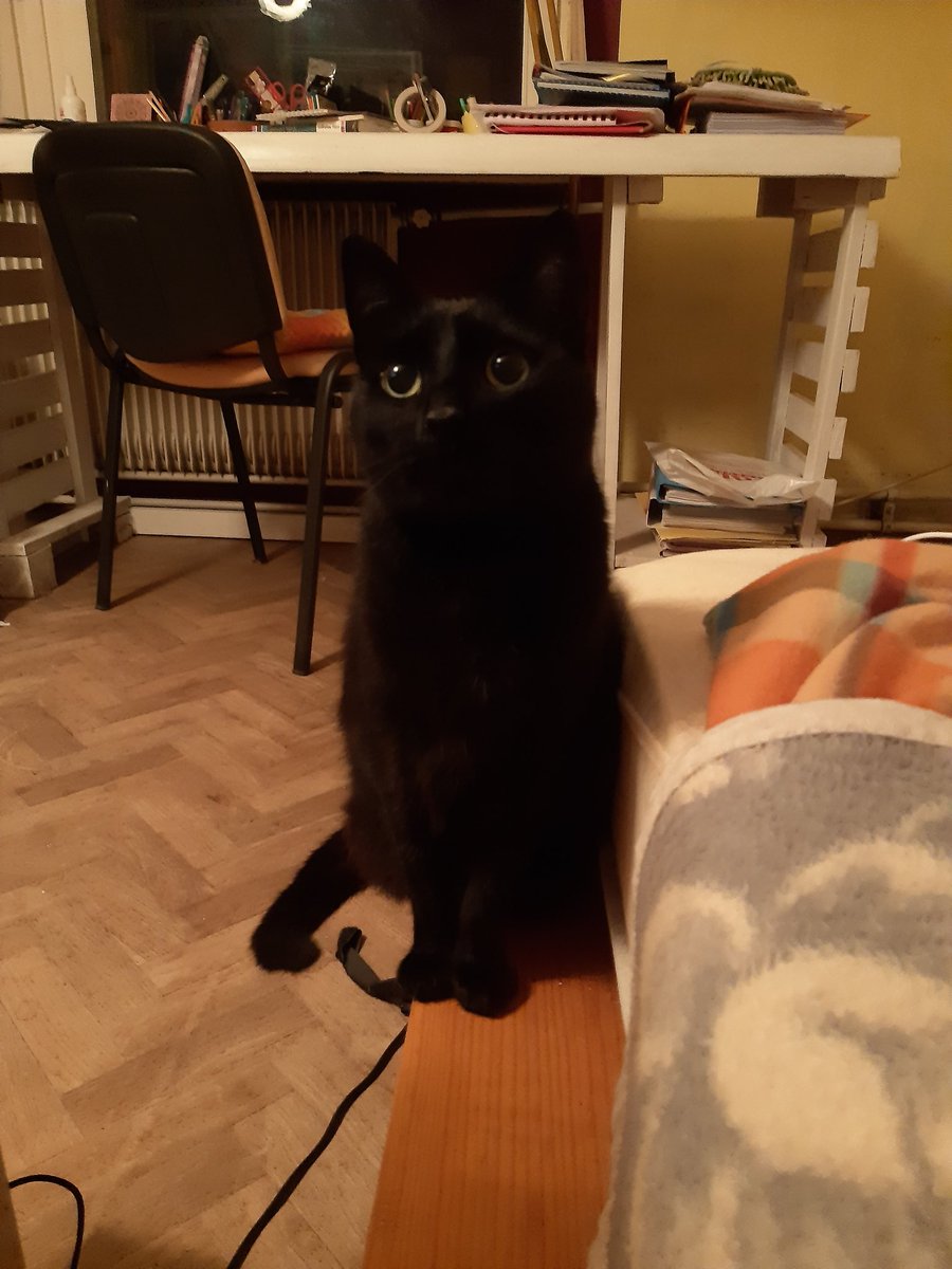 ObservoElMundo's tweet photo. ‼‼HITNO‼‼ mi treba feliferon za 👇
Bilo kakva informacija gde mogu da ga nadjem nam je od pomoci ❤
Pls RT 
🐈 https://t.co/0bCEASy35r