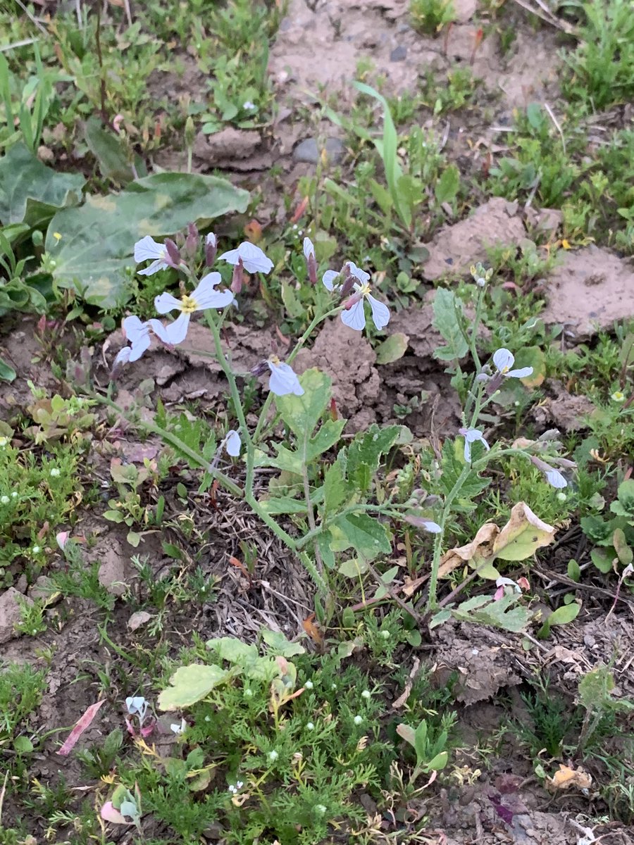 FERS Ltd (@fersltd) on Twitter photo Throwback to spending a year looking for this! Raphanus raphanistrum ssp raphhanistrum @npwsBioData, <a href="/BioDataCentre/">Biodiversity Ireland</a>, <a href="/kiwibyrne/">Ciarán Byrne</a>, <a href="/BOMaoileoin/">Ben Malone</a> Throwback to spending a year looking for this! Raphanus raphanistrum ssp raphhanistrum @npwsBioData, <a href="/BioDataCentre/">Biodiversity Ireland</a>, <a href="/kiwibyrne/">Ciarán Byrne</a>, <a href="/BOMaoileoin/">Ben Malone</a>