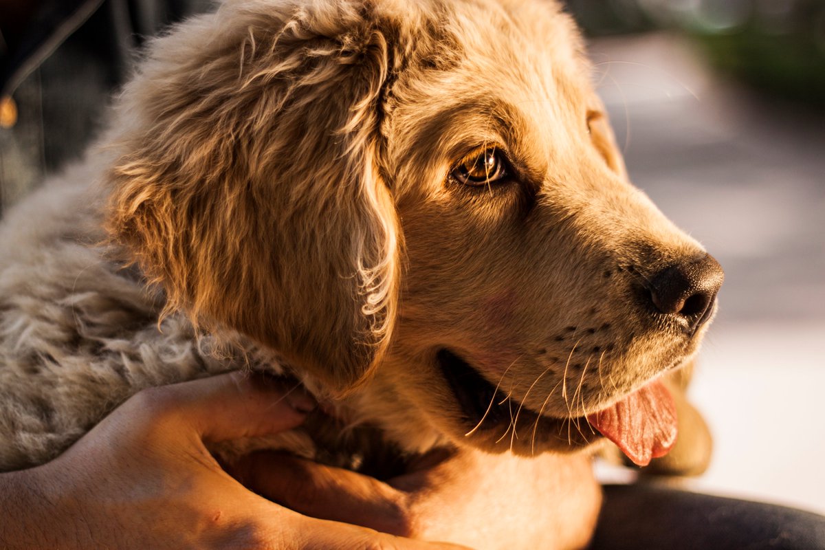 lsdom's tweet photo. Feliz #DiaDelPerro, a pasarla con los peluditos de la familia. https://t.co/j8zltn0IEC