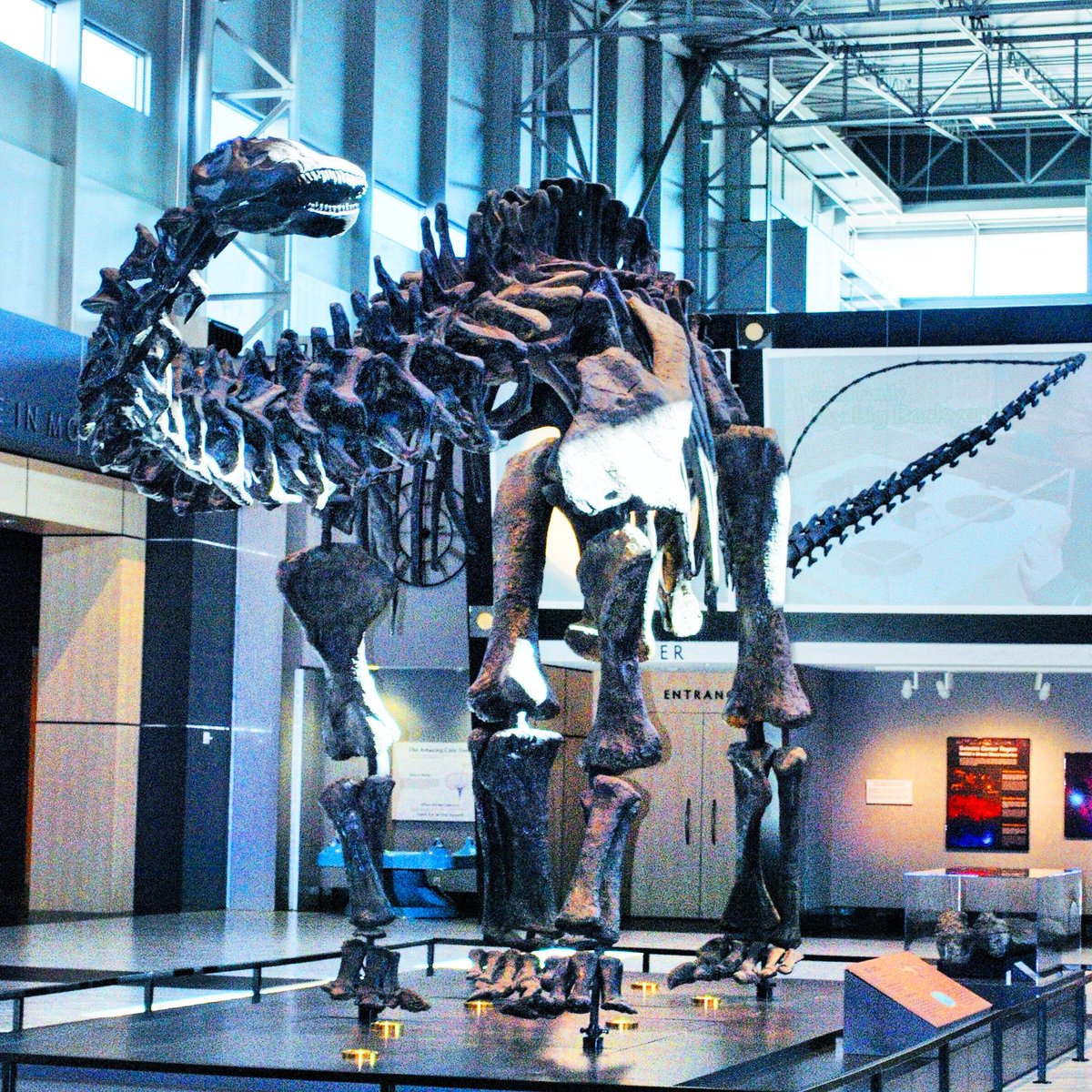 tellusmuseum's tweet photo. Tellus Curator Ryan Roney will be answering your questions about #Brontosaurus via Facebook Live Lunch + Learn TOMORROW @ 12:15 PM!
Ask your questions down below ⬇️.
#tellusmuseum #becausesciencematters #🦕 https://t.co/GYmGBOqbwB