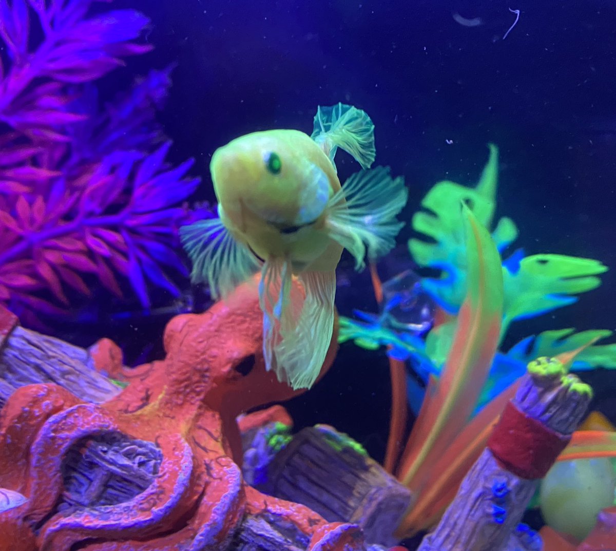 ColoradosMotto's tweet image. Hey Presley! My fish Freddie and I wanted to wave at u for a sec. wave 👋 @presleyperezz16