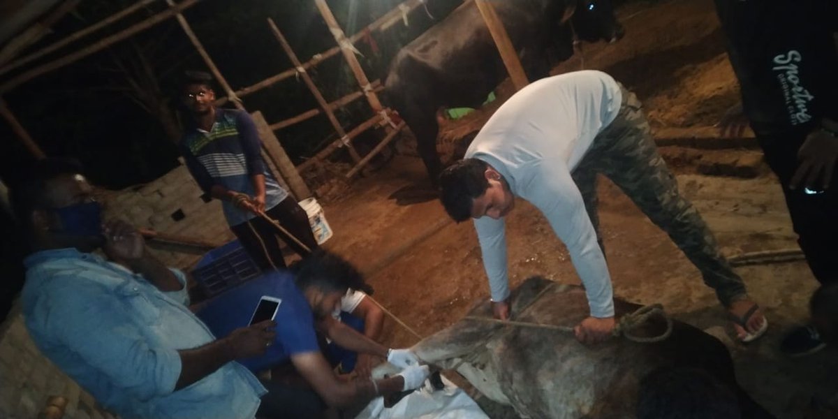 KalingaYuva's tweet photo. June19
#day_90
Rescue and treatment of cattles in this hard times
Kudos to our team for a great achievement of rescuing over 10 cattles in last 5 days
Thanks #utkal_gaurav sir (director of utkal cartoon world i.e renowned #NATIA_COMEDY)
@CMO_Odisha | #OdishaFightsCorona https://t.co/LmmKtY3vYh