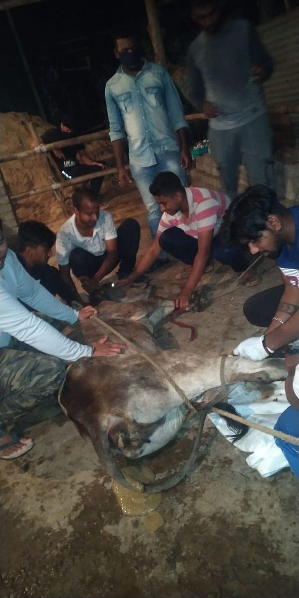 KalingaYuva's tweet photo. June19
#day_90
Rescue and treatment of cattles in this hard times
Kudos to our team for a great achievement of rescuing over 10 cattles in last 5 days
Thanks #utkal_gaurav sir (director of utkal cartoon world i.e renowned #NATIA_COMEDY)
@CMO_Odisha | #OdishaFightsCorona https://t.co/LmmKtY3vYh
