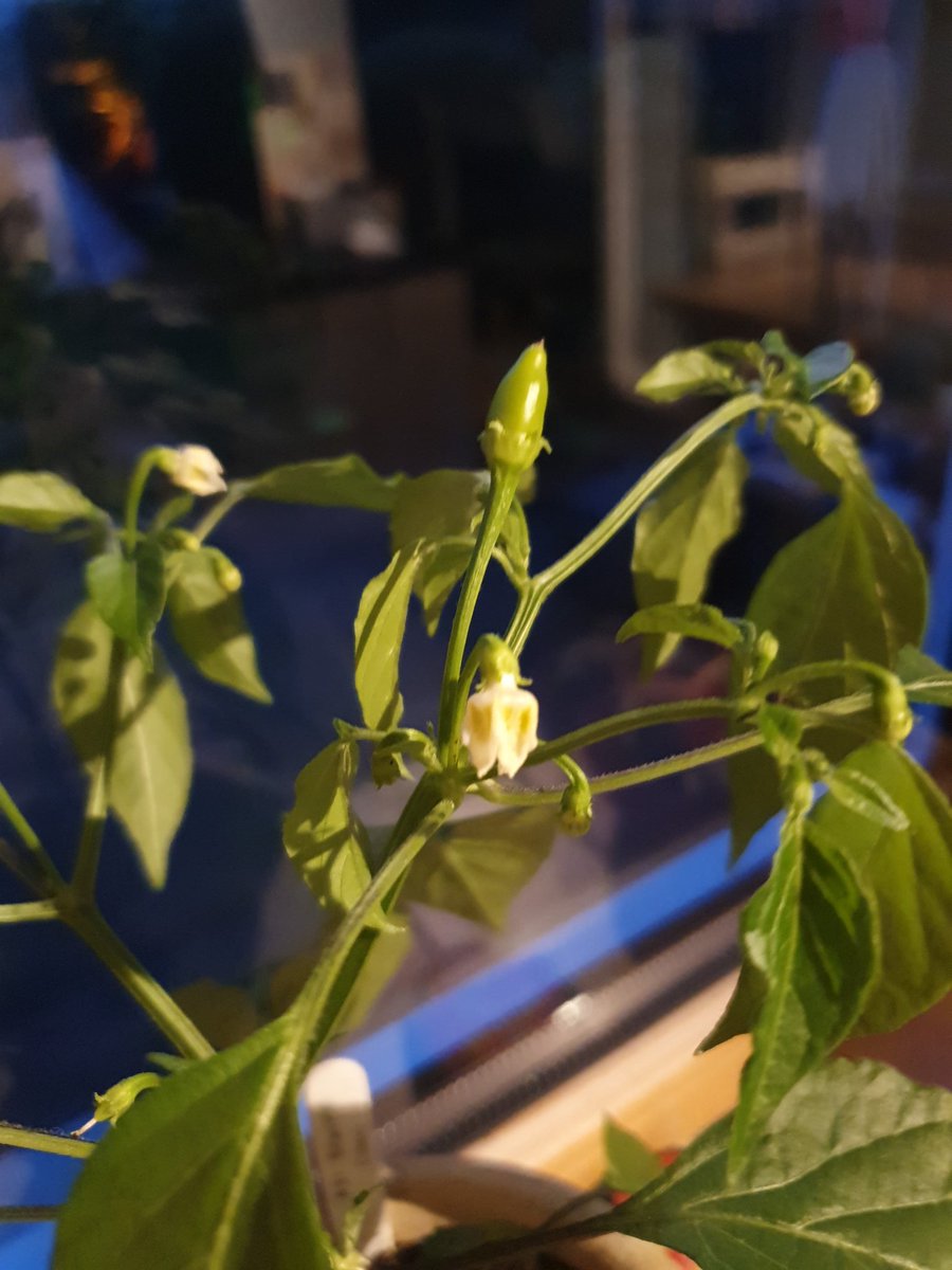 Ross Halfpenny tweet media