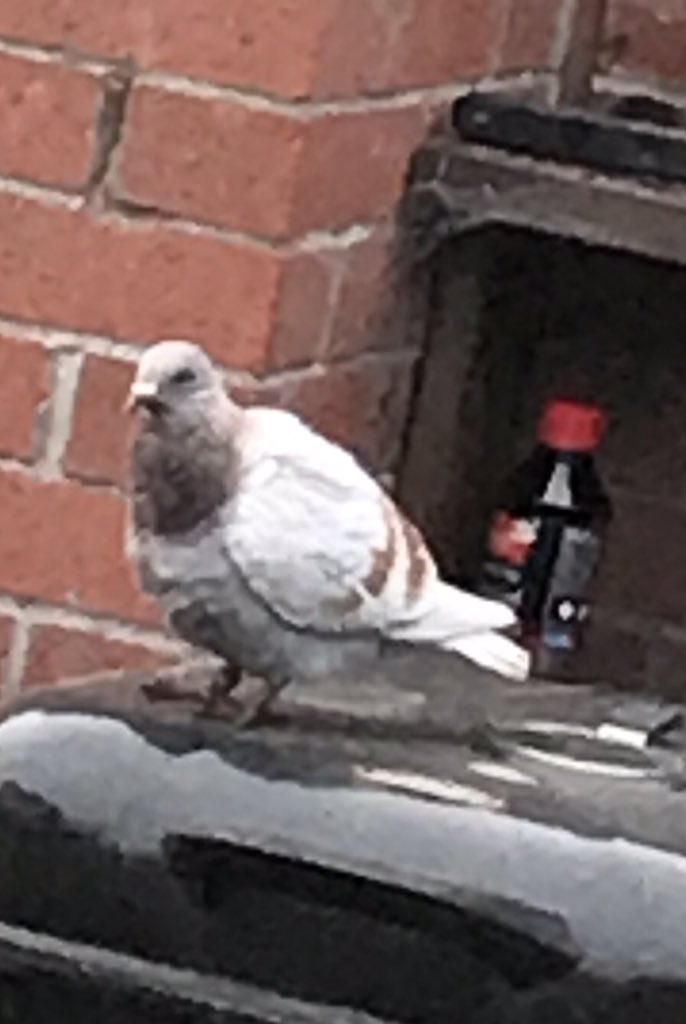 bscott485's tweet photo. Anyone in Gorebridge area lost a pigeon. Two rings, one silver, one red ? https://t.co/RRAgHooF1g