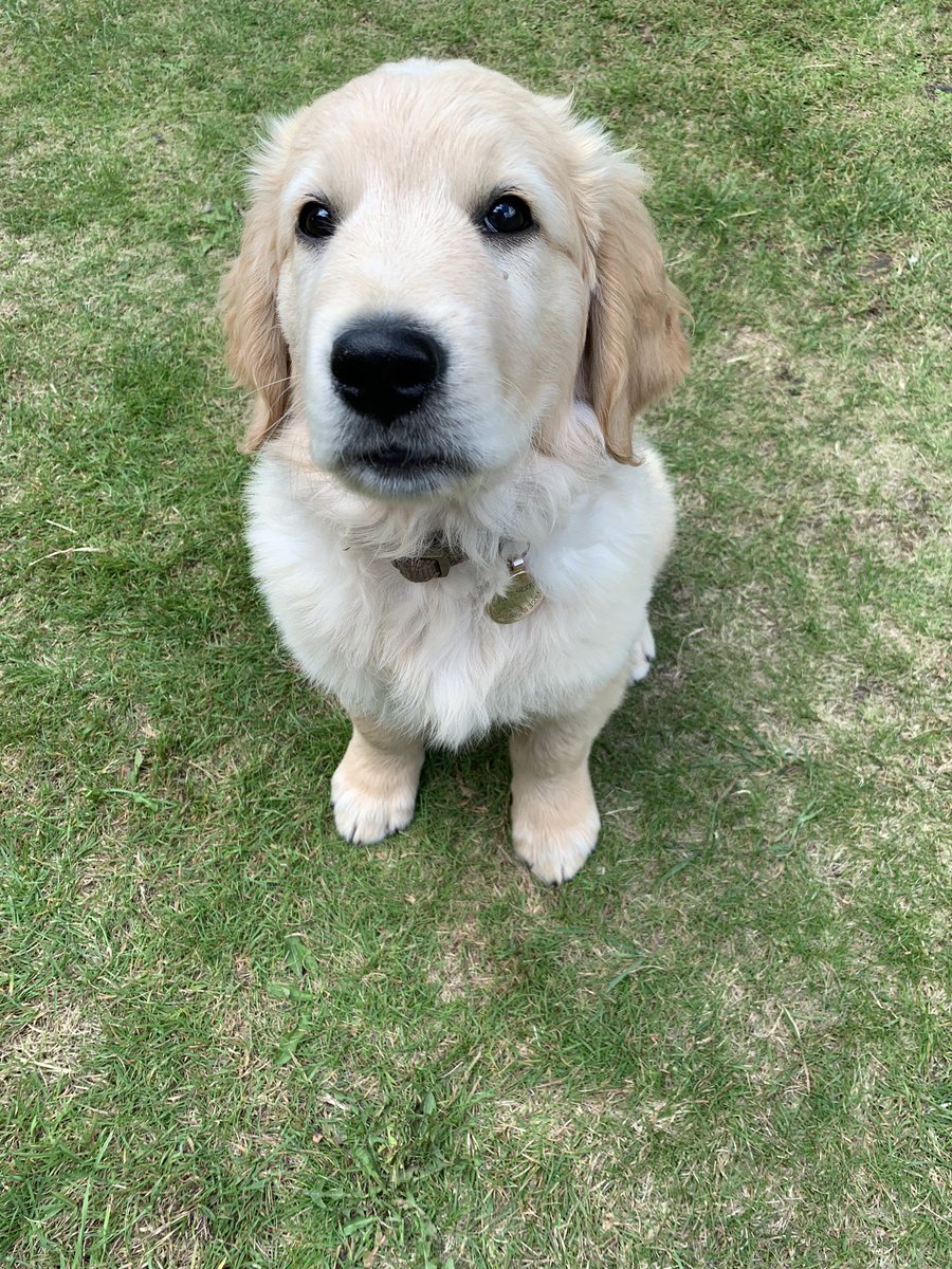 lawgrump's tweet photo. @PhilipPullman meet Iorek Byrnison (named by our daughter) no news yet on whether or not he can forge his own armour - watch this space! https://t.co/3IREx7OFKw