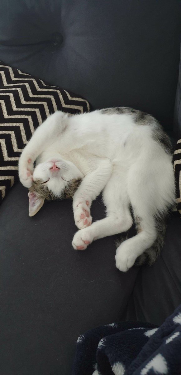 HeatonsCats's tweet photo. When things get hard just curl up and let it all hang out! #rescuecat #beautifulcats #cute #lazyday https://t.co/G42uxOJGrn