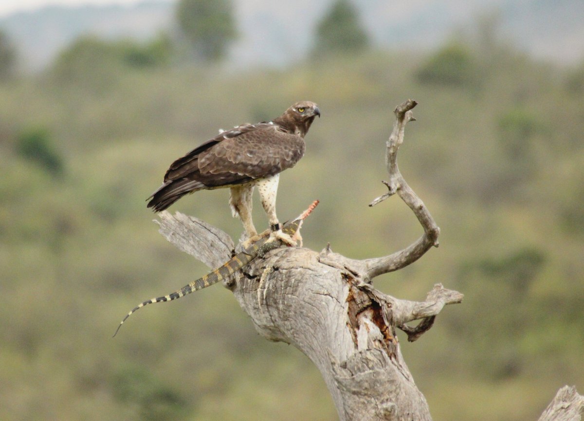 An incredible sighting today of the Makaria pair female Martial Eagle feeding on a monitor lizard. Photo credit: Lemein Par. #martialeagle #mararaptorproject #maasaimara #kenyabirdofpreytrust #peregrinefund
