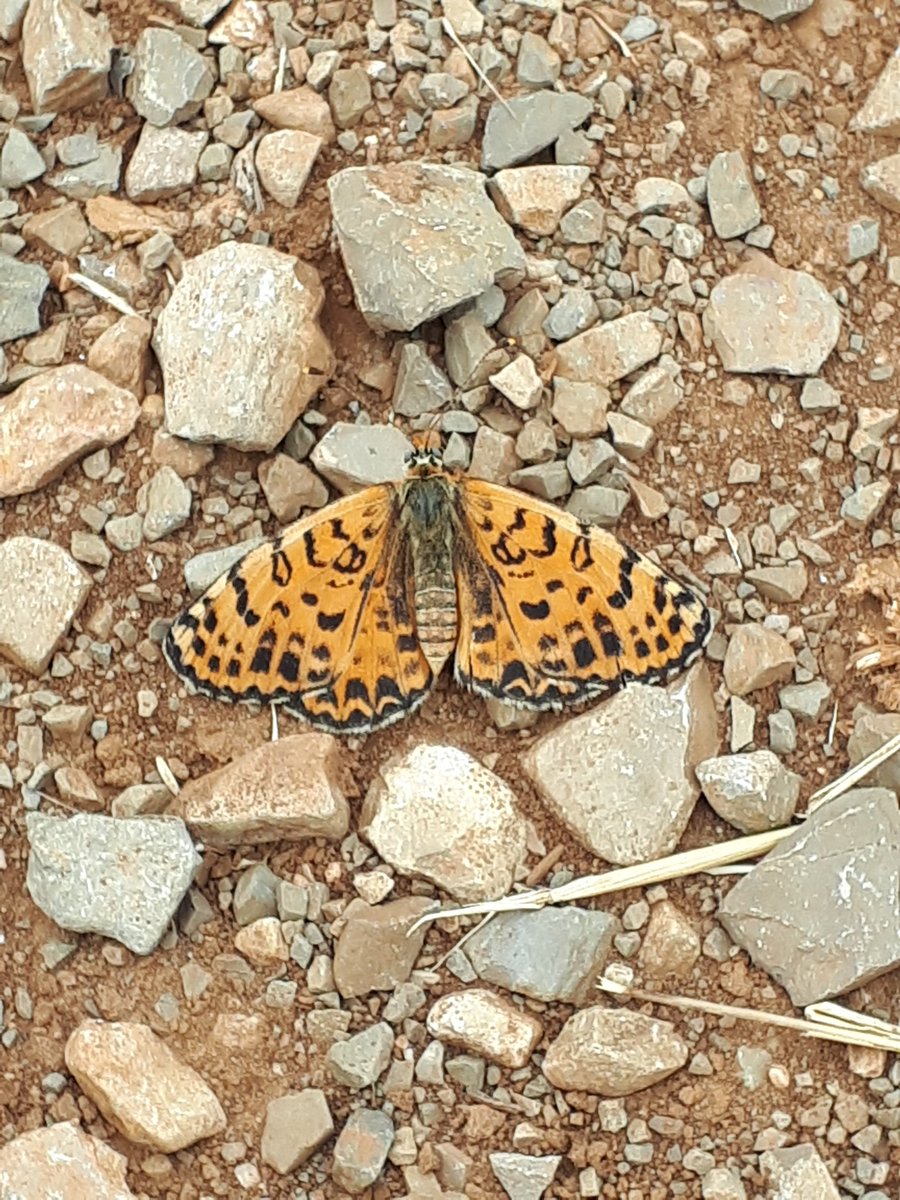 bradley_poet's tweet photo. Female #SpottedFritillary in the Languedoc garrigue. #MelitaeaDidyma. She doesn't have a poem yet, but she will soon. #ButterflyPoems @savebutterflies @MerlinUnwin @europebutterfly https://t.co/ScPWldRYPL