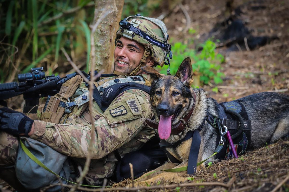 USARPAC's tweet photo. Spc. Peterson and Military Workong Dog, SGT Tomi a Patrol Explosive Detector Dog team from the 13th/520th MP Detachment have been an integral asset during #LightningForge20. https://t.co/tDeCIWmimp