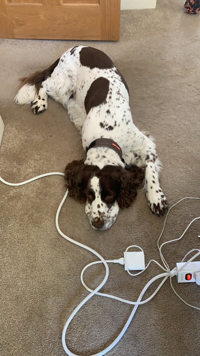 sarahlgray's tweet photo. @gavriels1 Rufus was praying that playtime was still happening despite #MSInspire Thank goodness for wireless headsets during the breakouts #PetsofMSInspire https://t.co/3T3DAQVqrH