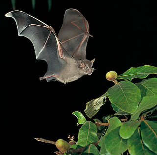 Artibeus Jamaicensis - also known as the Jamaican fruit bat