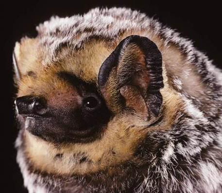 Lasiurus cinereus - also known as the hoary bat