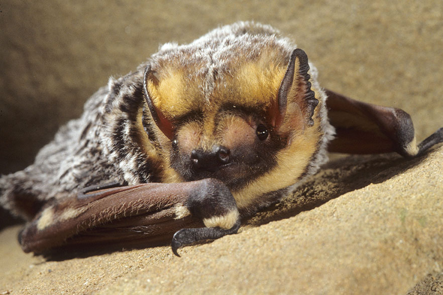 Lasiurus cinereus - also known as the hoary bat