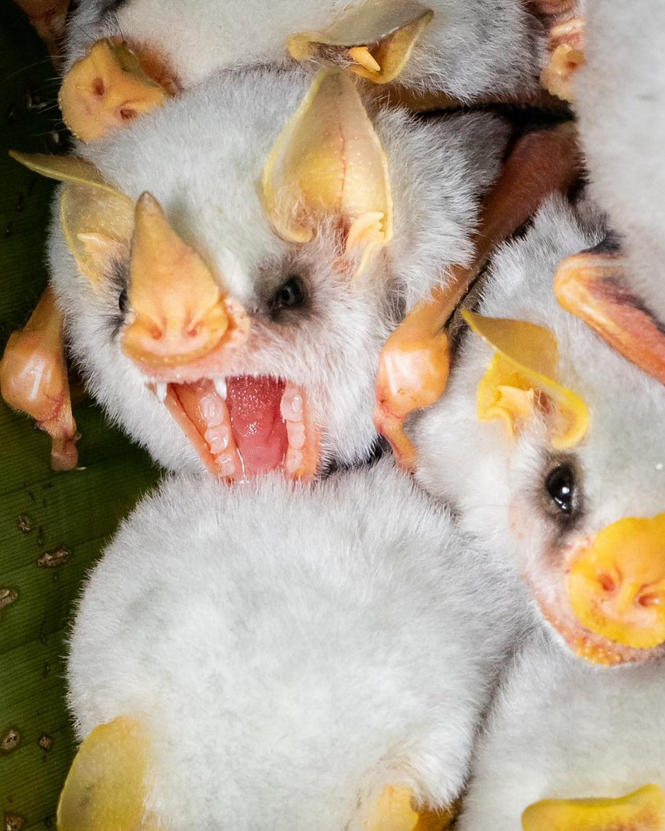 Ectophylla Alba- also known as the honduran white bat