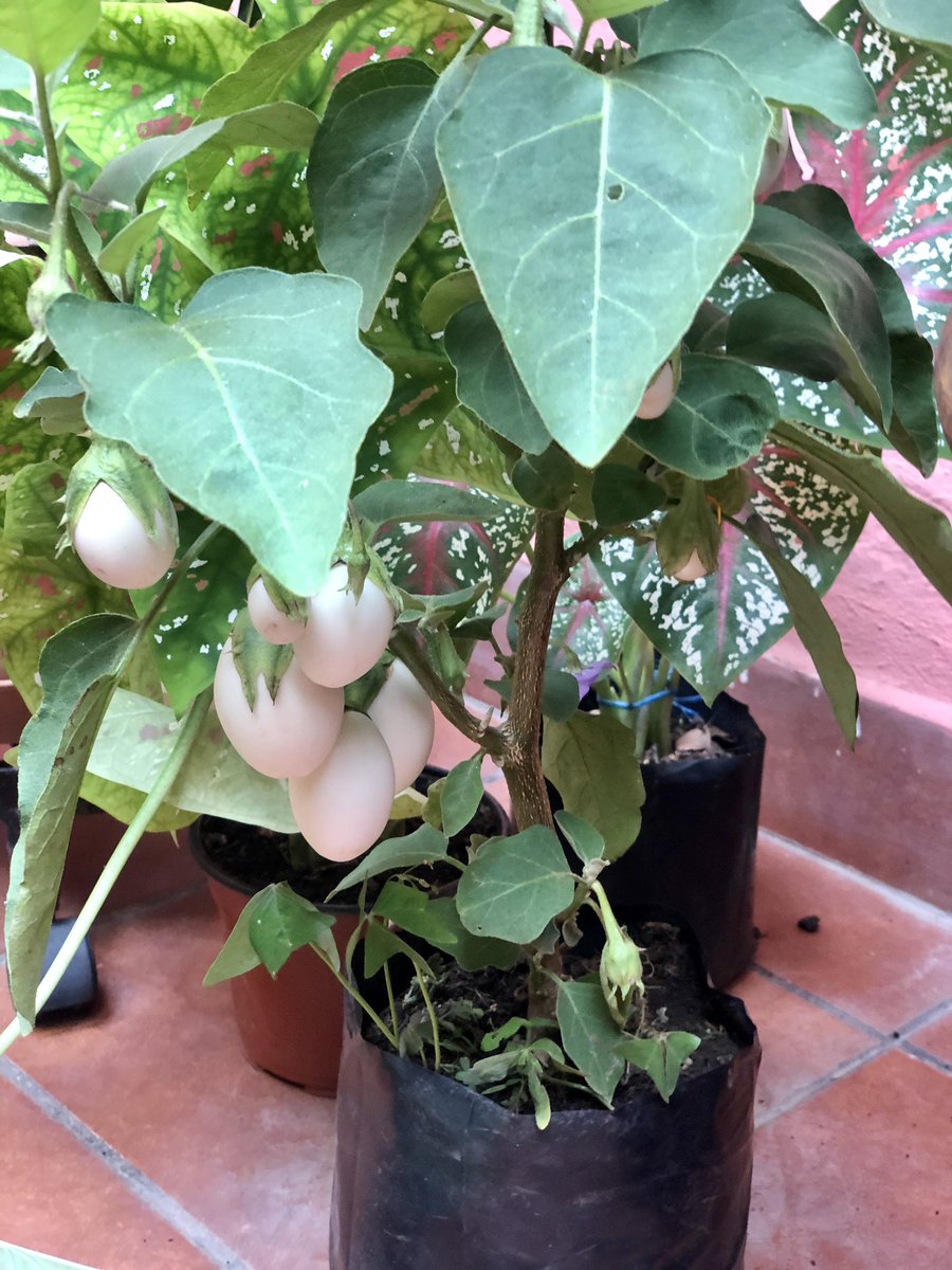 ItsBerely's tweet photo. No sabía de la existencia de esta planta que da huevos “La ponedora”. Nos llamó la atención y la compramos, sabes de algún cuidado que debamos tener? @wonder_m_r https://t.co/cDgpIgEEUs