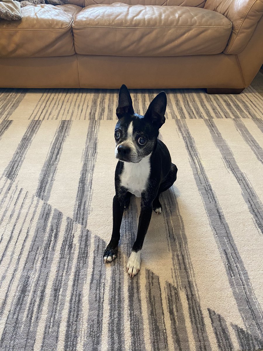 Prairiebiscuit's tweet photo. @NanCT74 Here is Biscuit! https://t.co/63rlH9kOqb