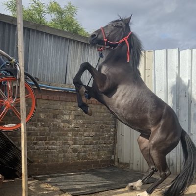 Ayse Sonmez tweet media