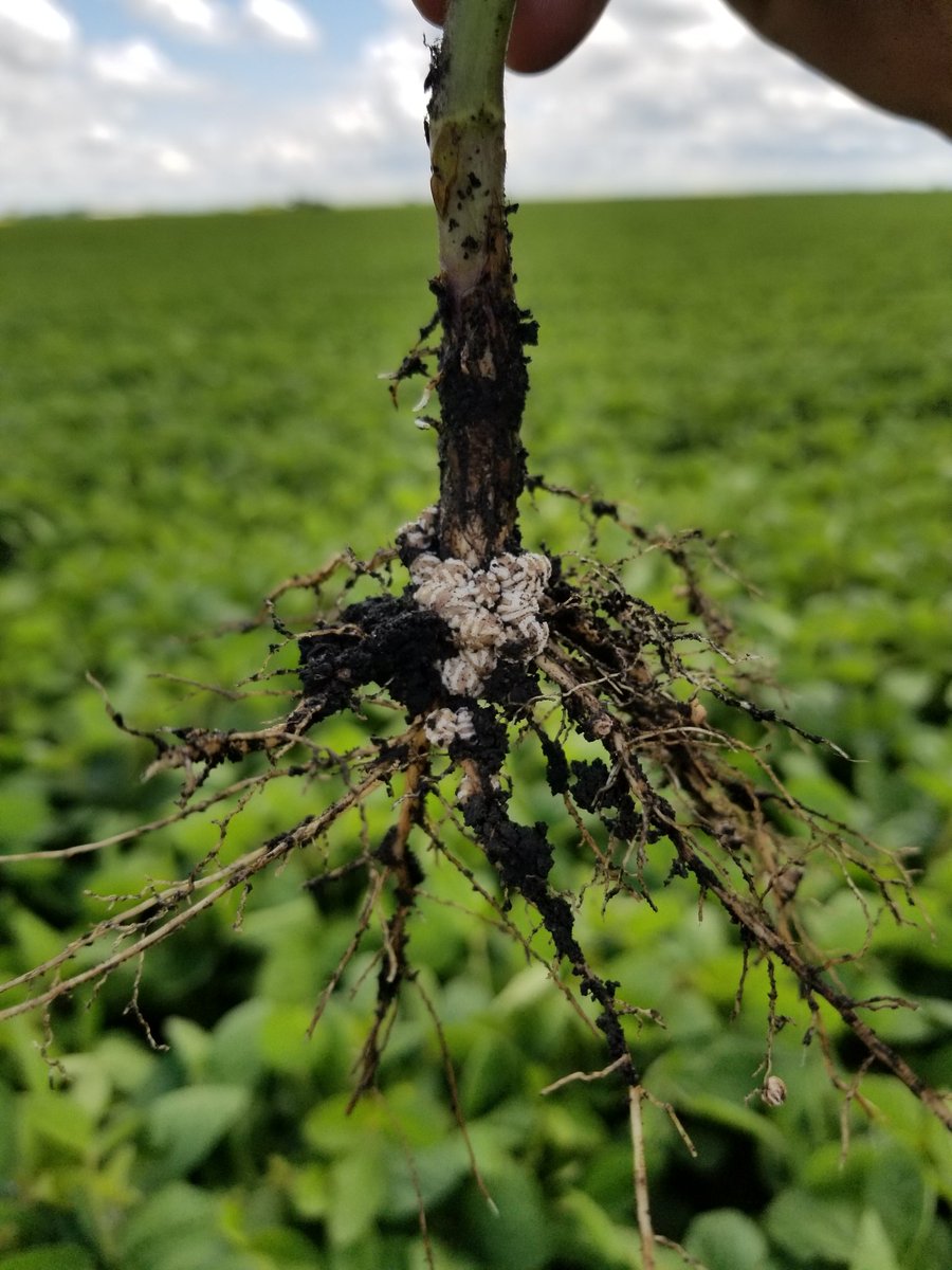 rempel_shawn's tweet image. That smile says it all! @InKfarms #Siberia #IPSoy #profitabilitypartner @Prograin_inc