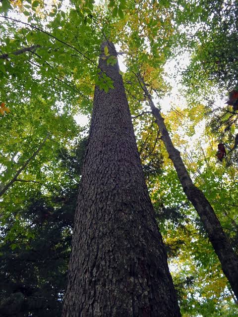 muhammad_aziz04's tweet photo. Trees provide oxygen and limit carbon in the atmosphere.They effectively absorb harmful gases such as sulfur dioxide, carbon monoxide and nitrogen dioxide  #JusticeForTrees https://t.co/Fp7xGrhcyf