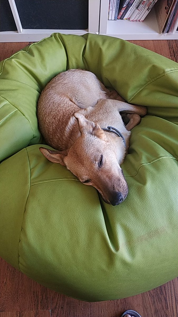 lamascoteria_'s tweet photo. #FelizDíaDelPerro https://t.co/mwy7CcoLae