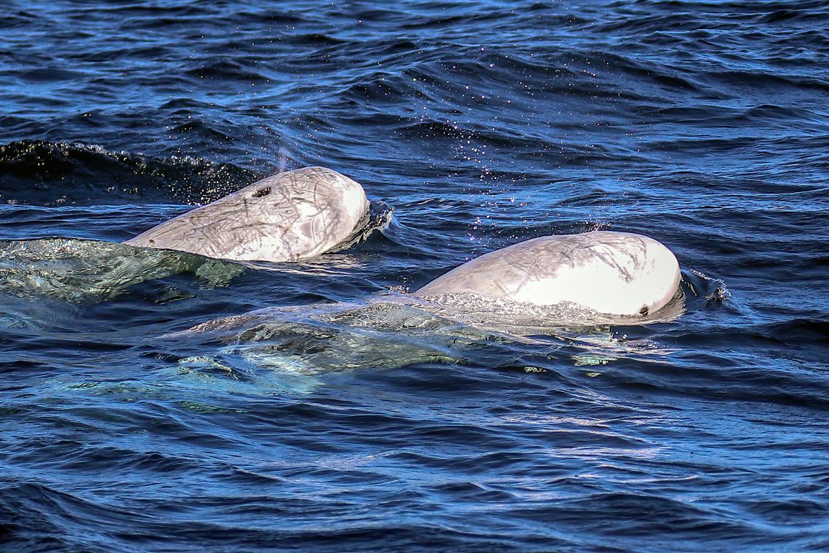 wildaboutIRL's tweet photo. Risso's Dolphins off Cape Clear..... https://t.co/xi1tQCqwhg